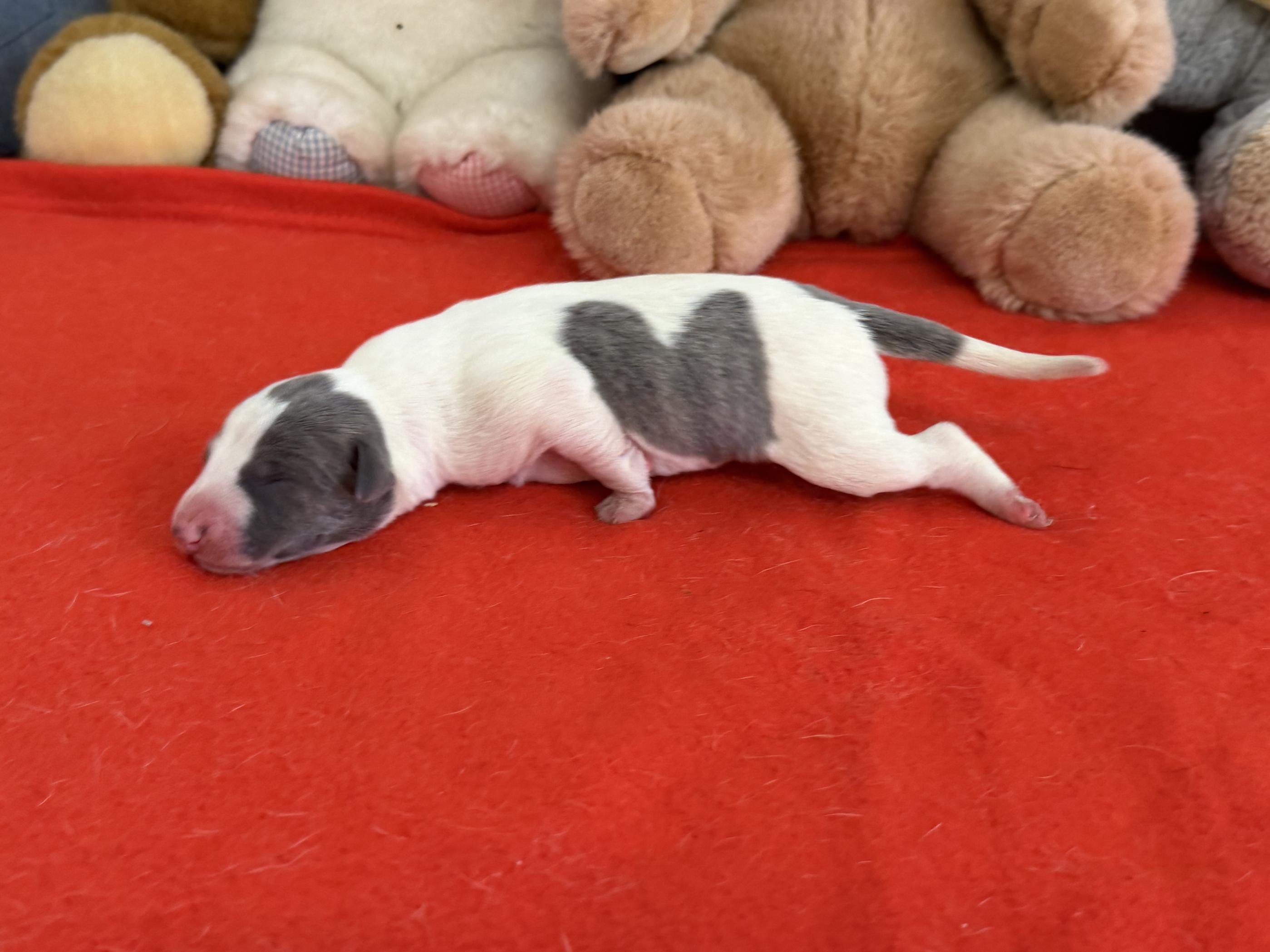 chiot disponible