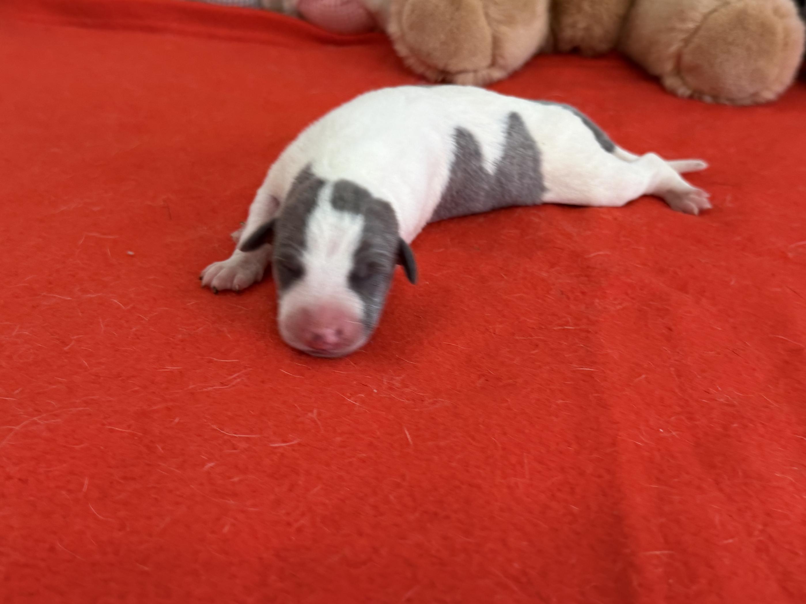 chiot disponible