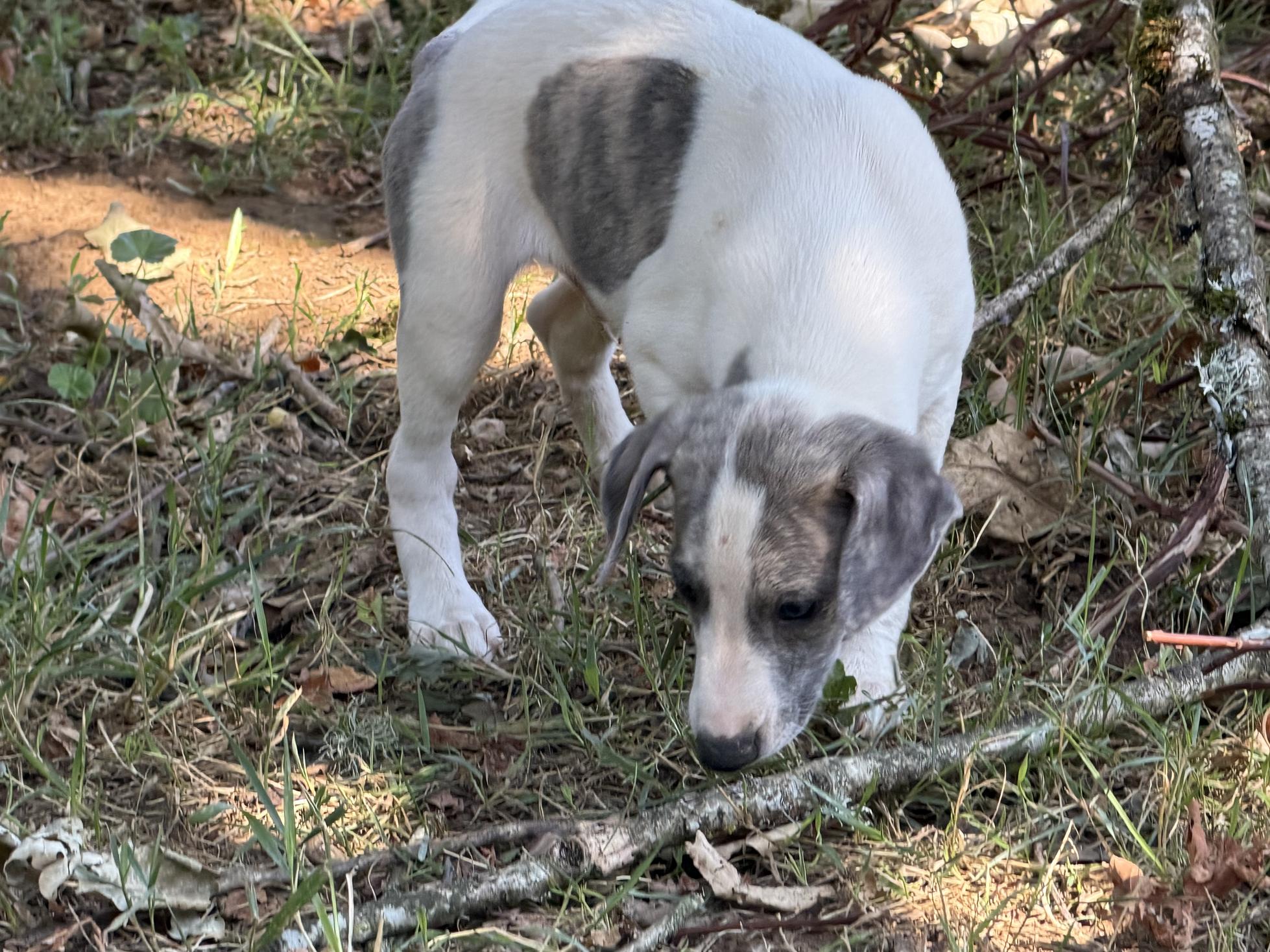 chiot disponible