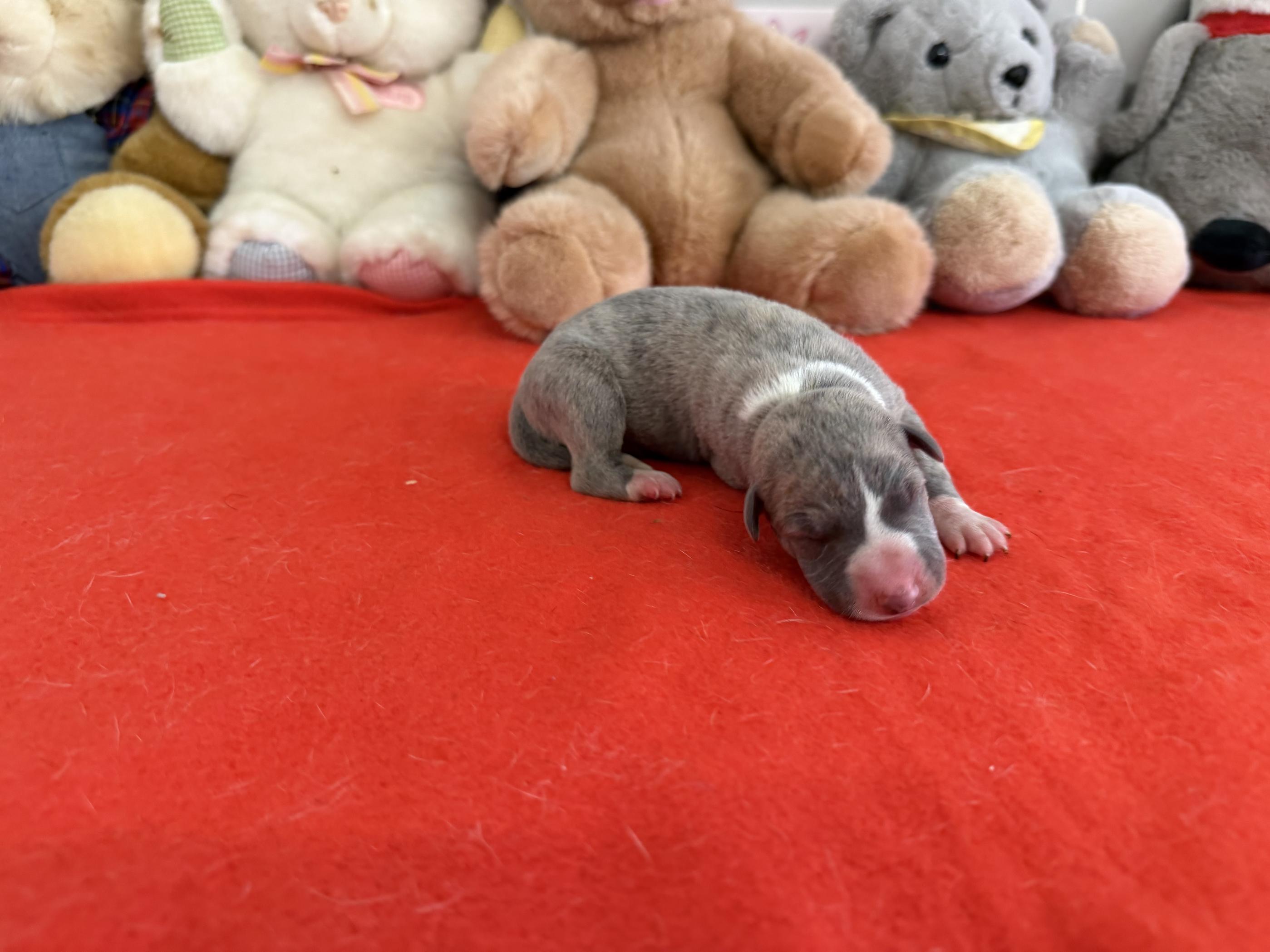 chiot disponible
