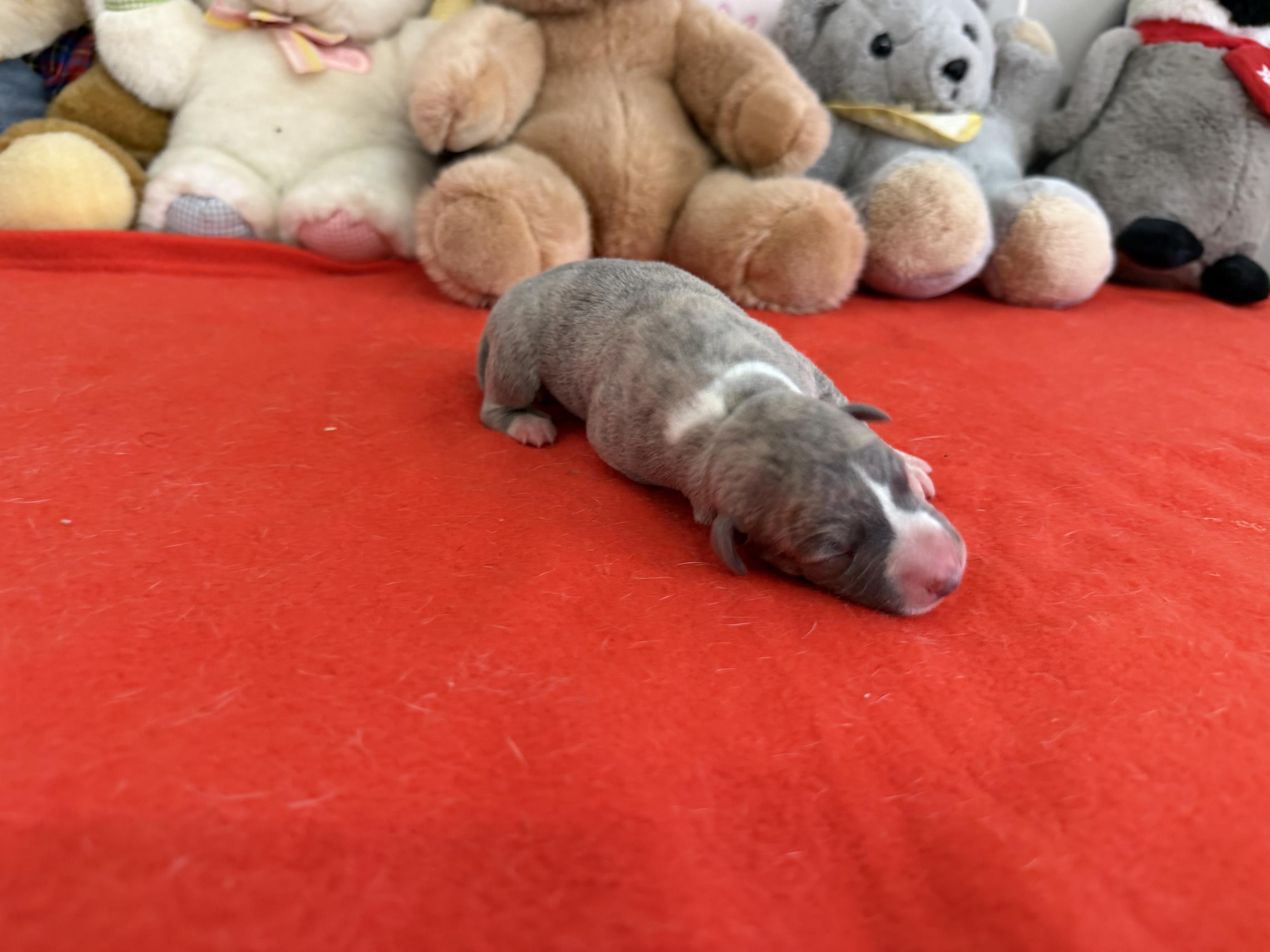 chiot disponible