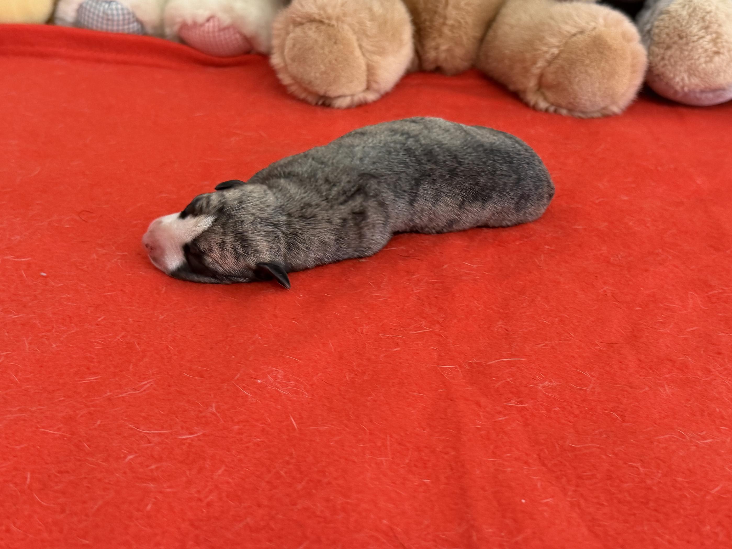 chiot disponible