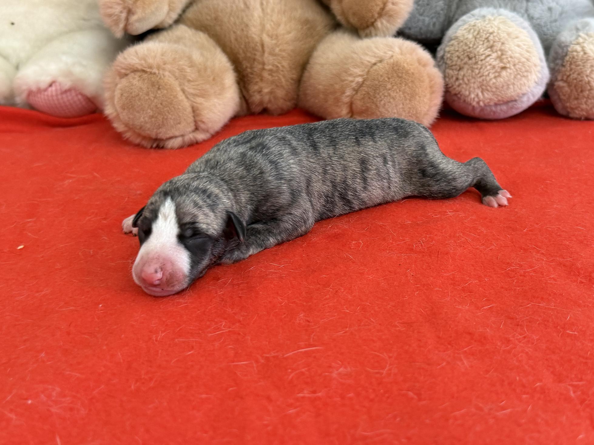 chiot disponible