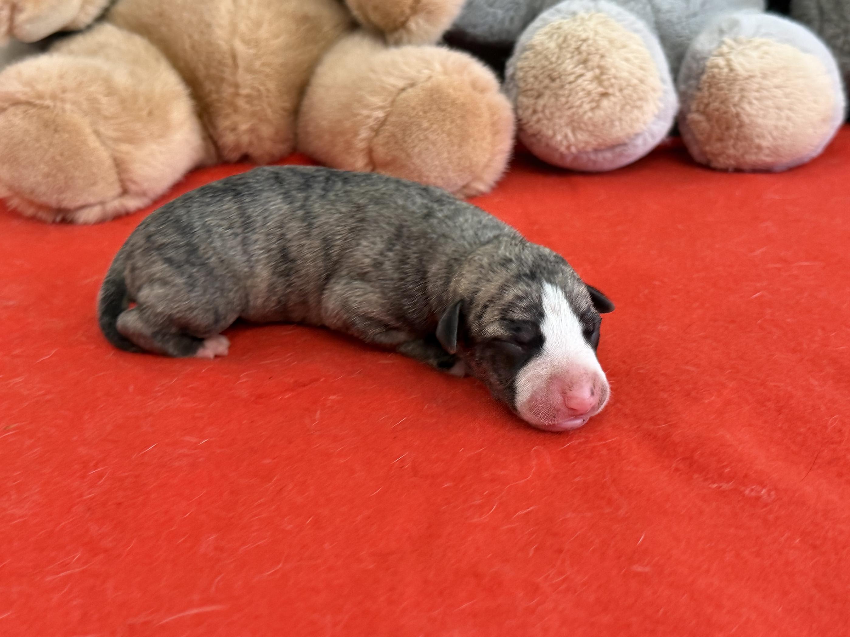 chiot disponible