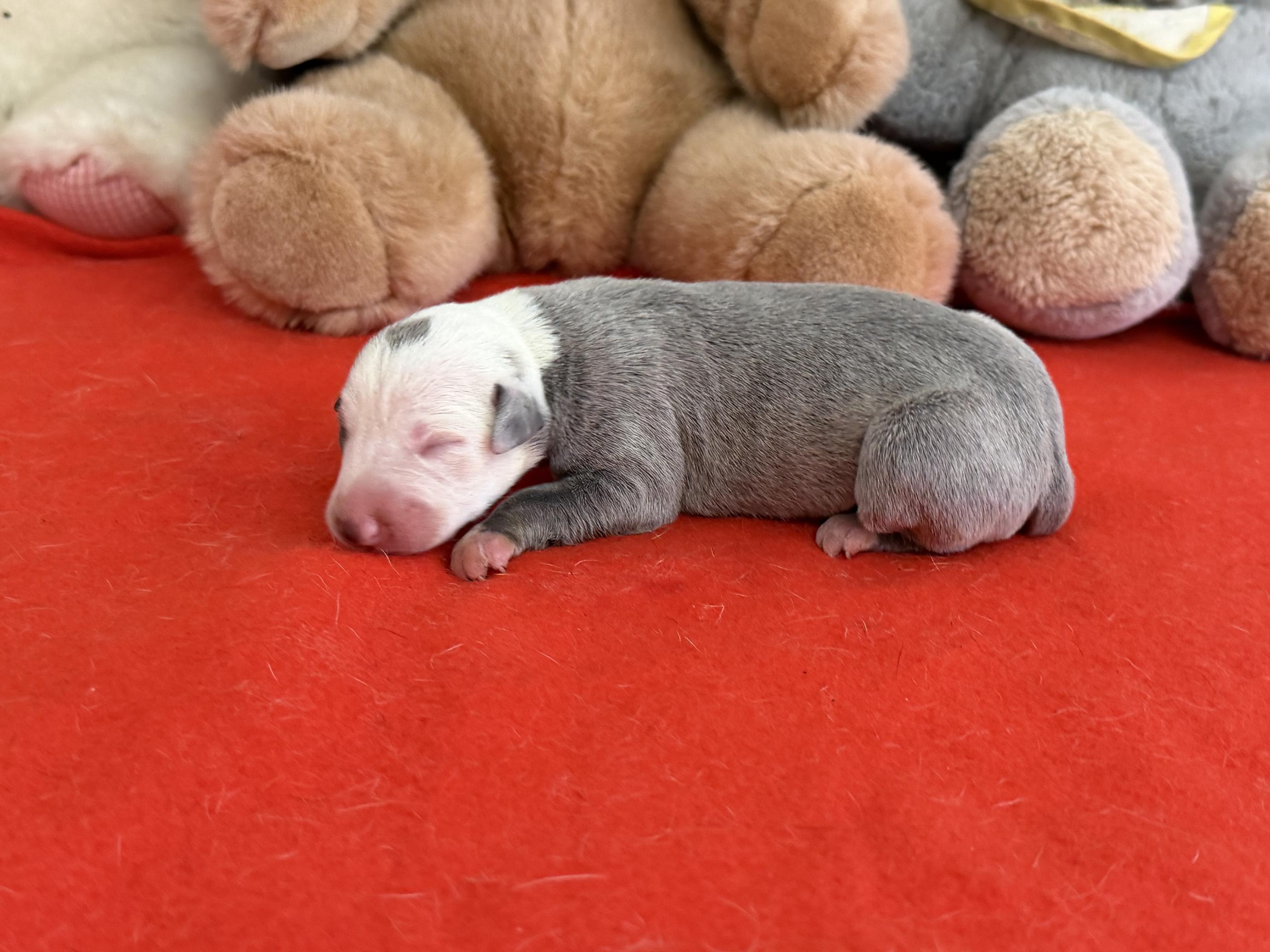 Chiot Whippet Disponible