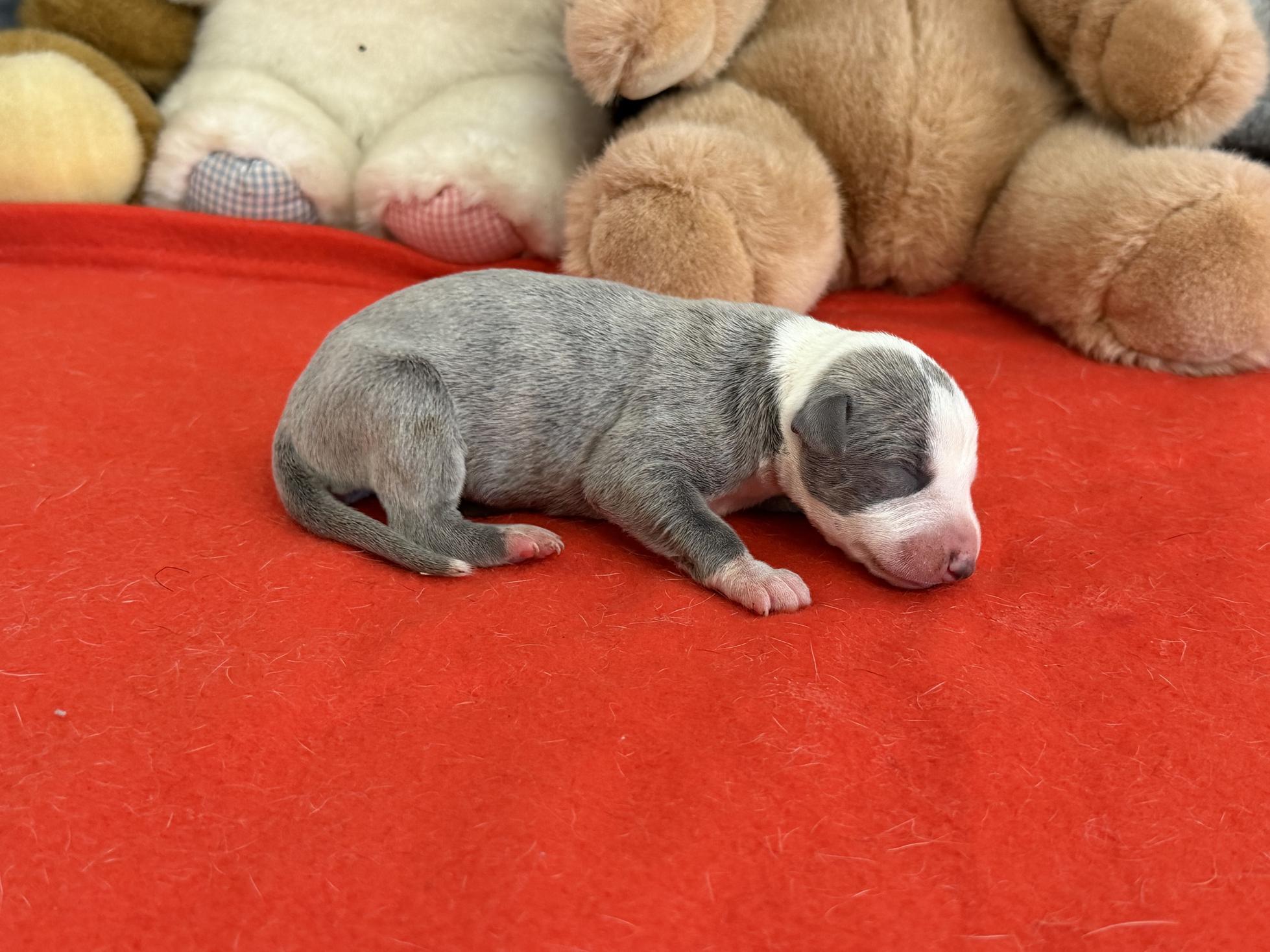 chiot disponible