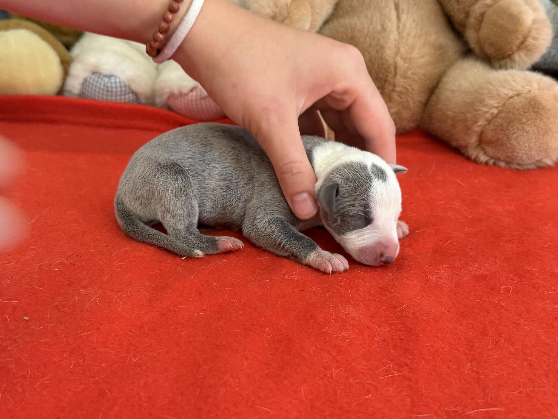 chiot disponible