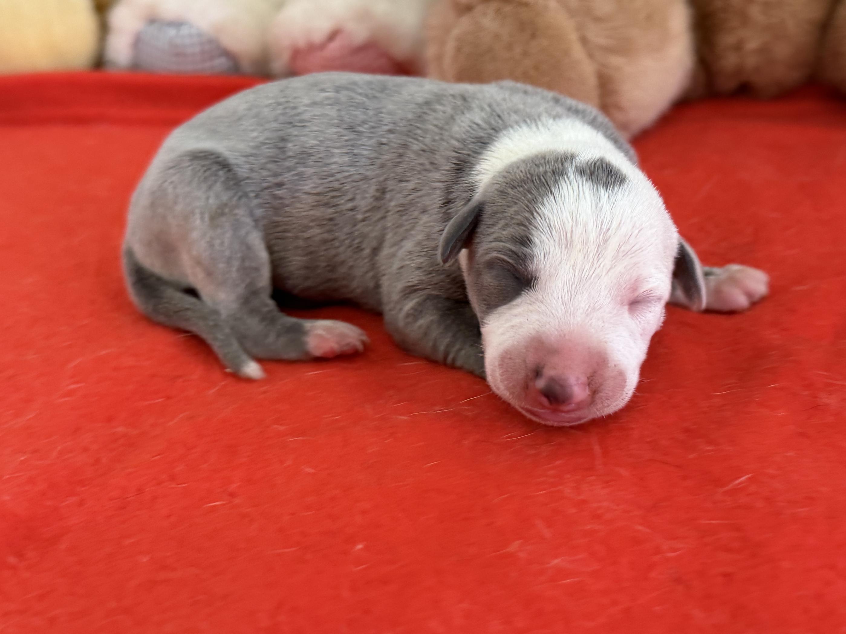 chiot disponible