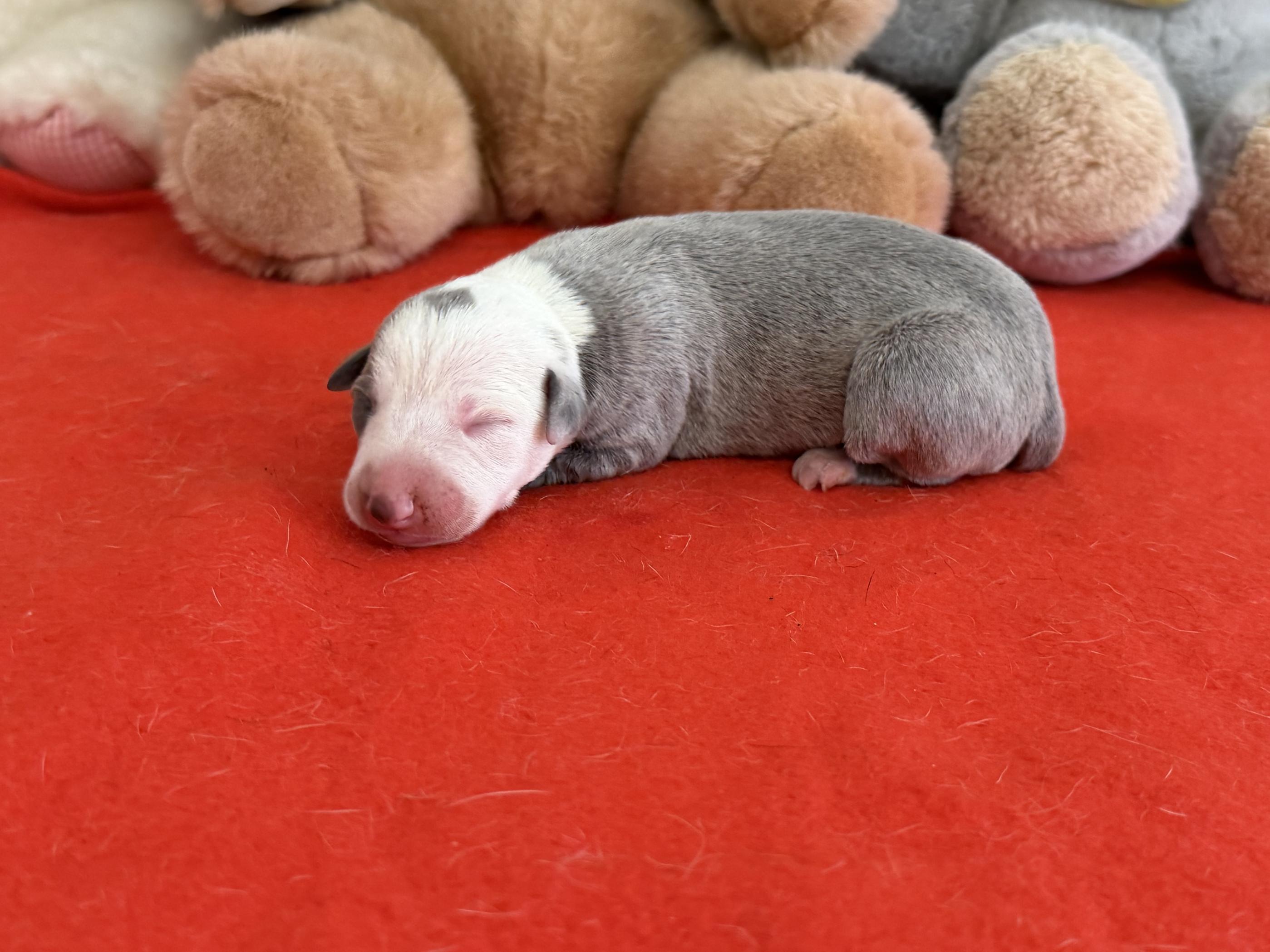 chiot disponible