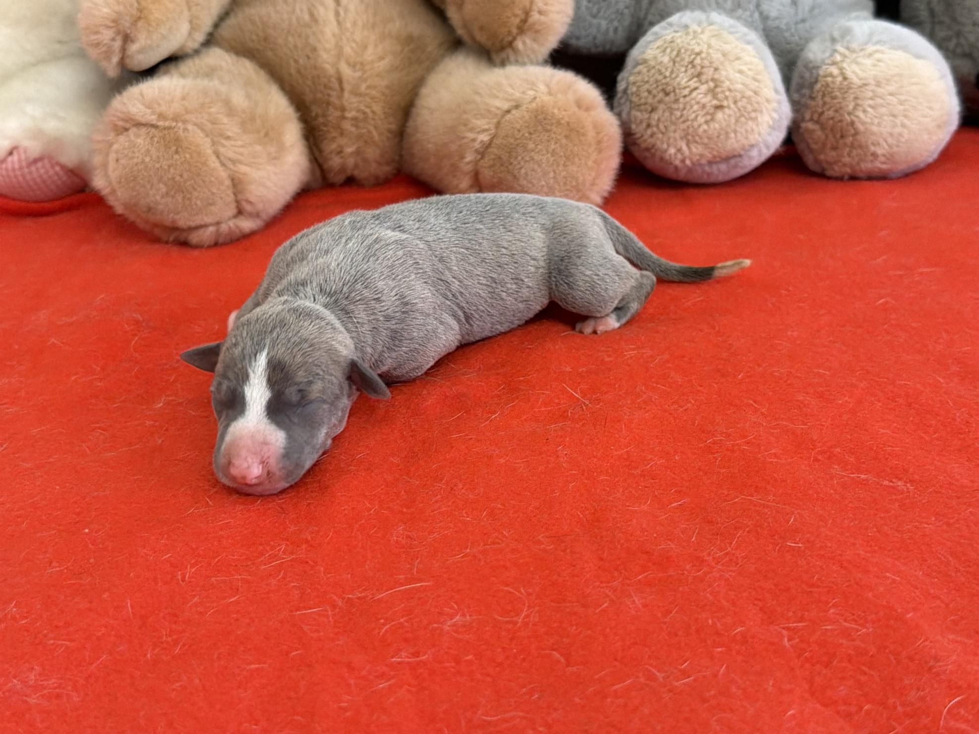 Chiot Whippet Disponible