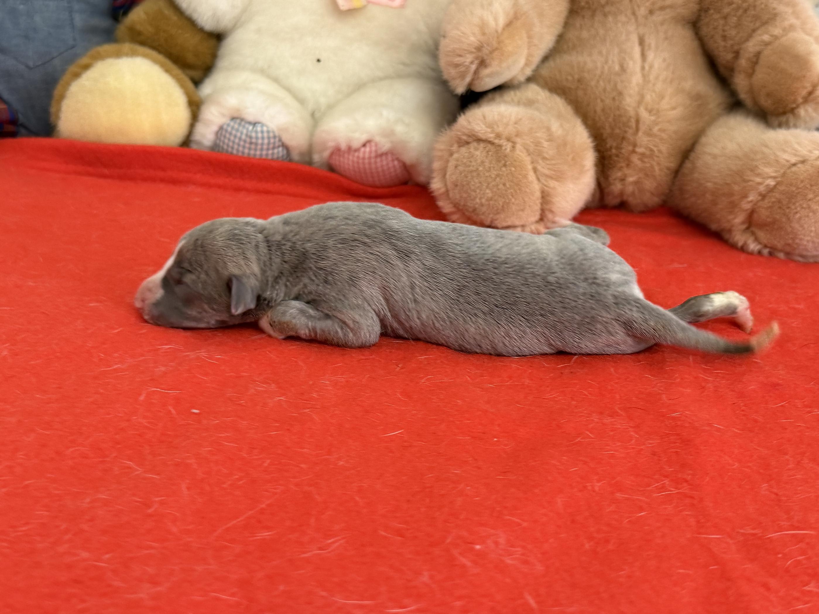 chiot disponible