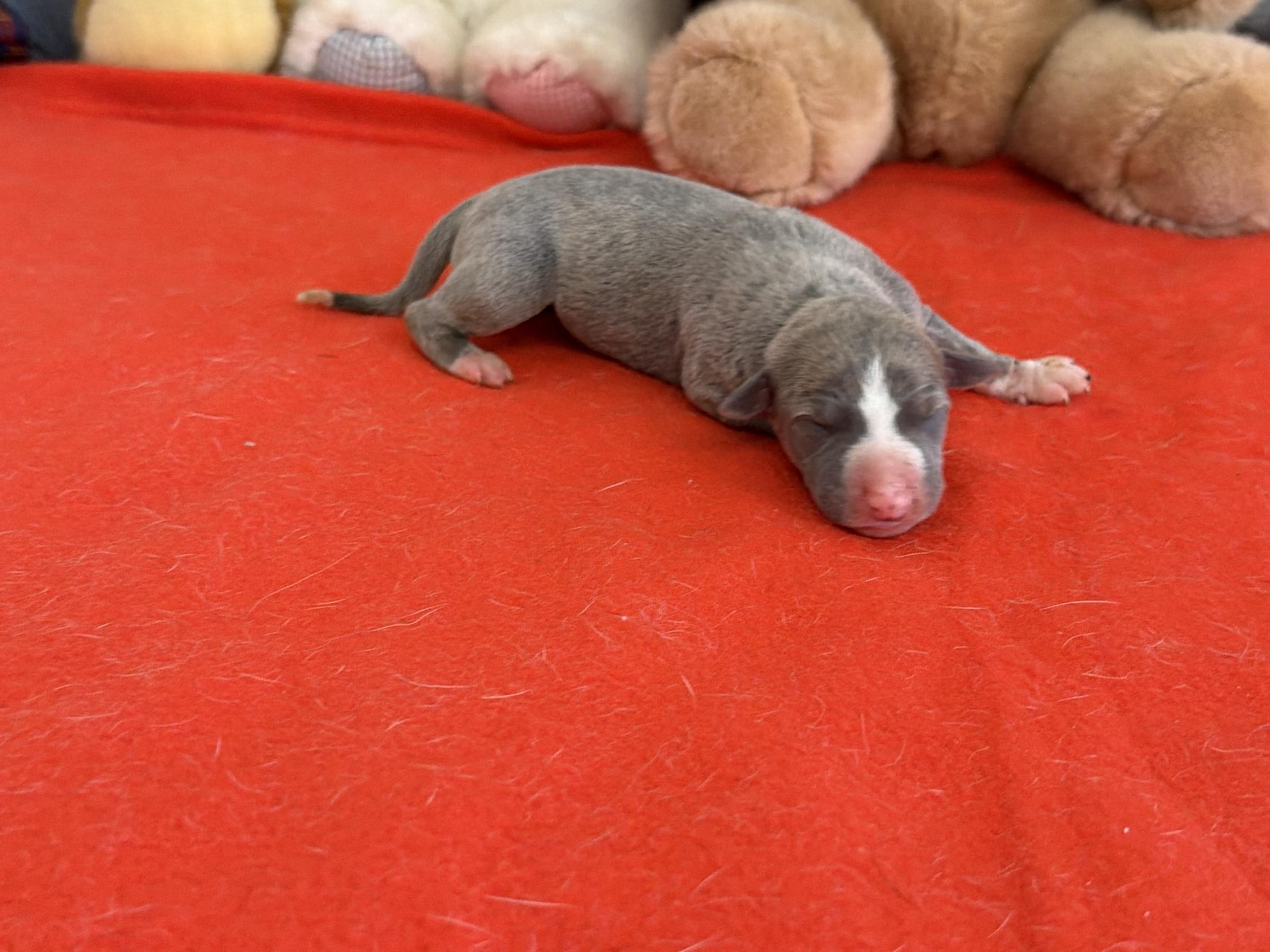 chiot disponible