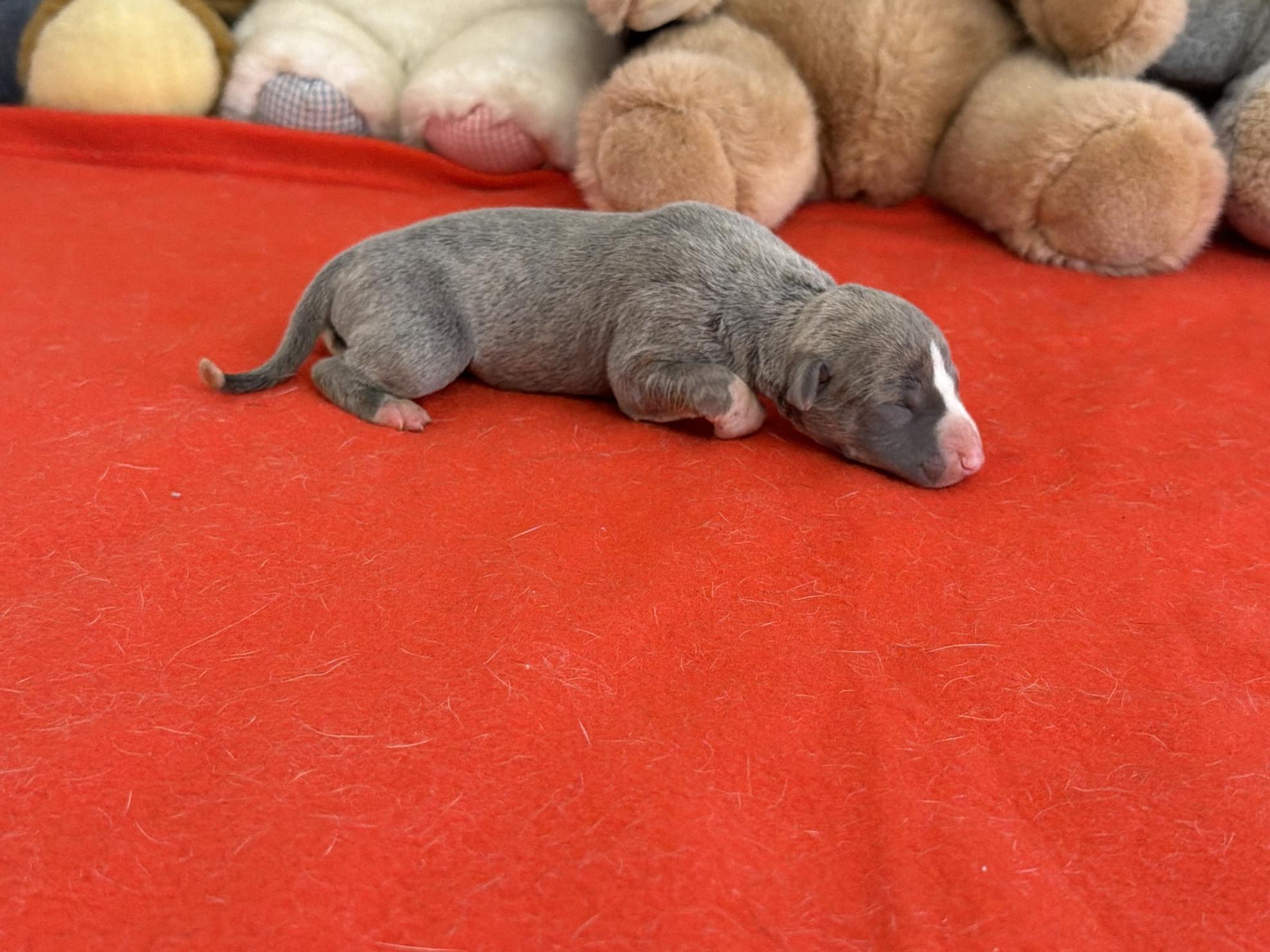 chiot disponible