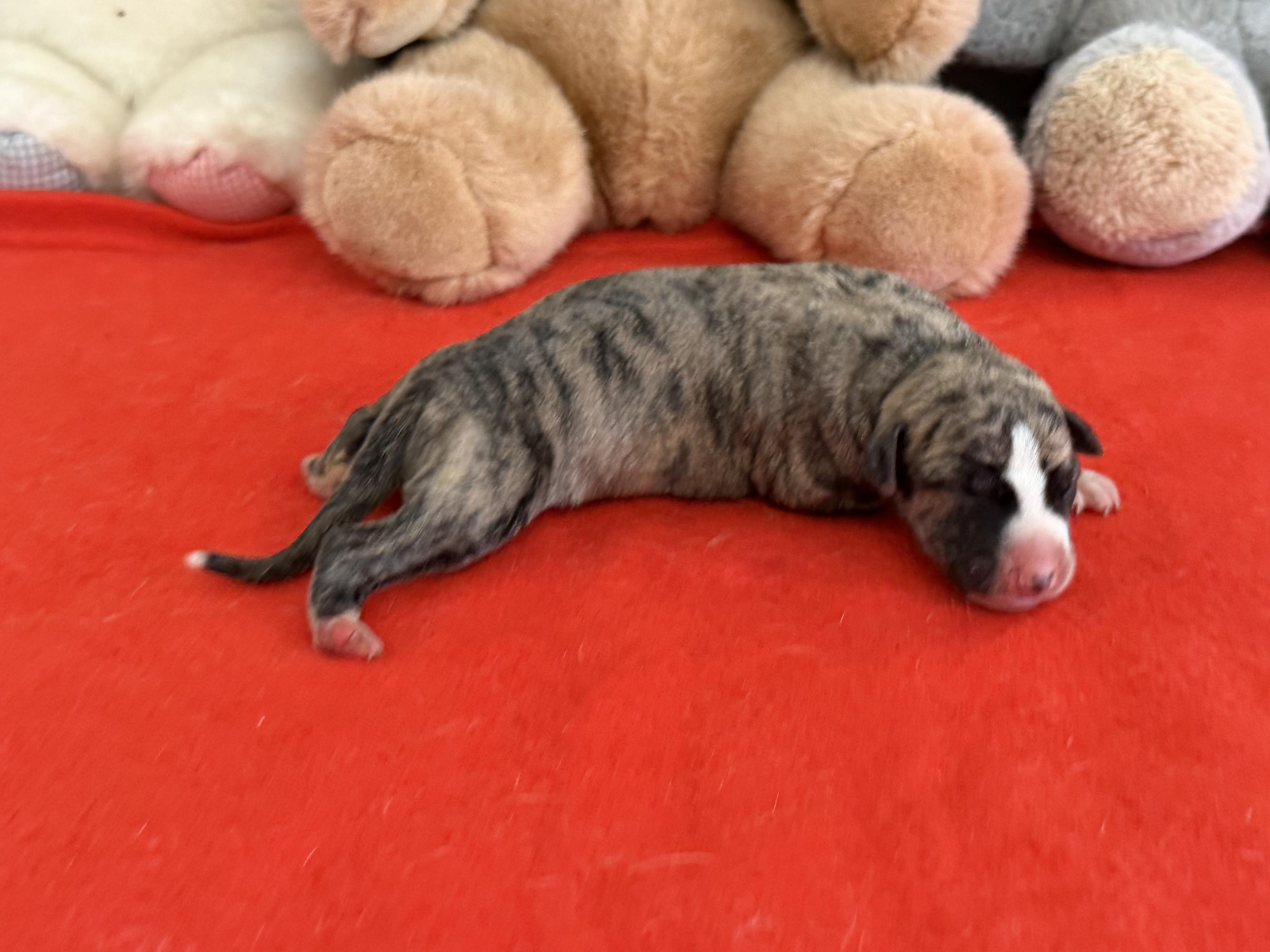 Chiot Whippet Disponible