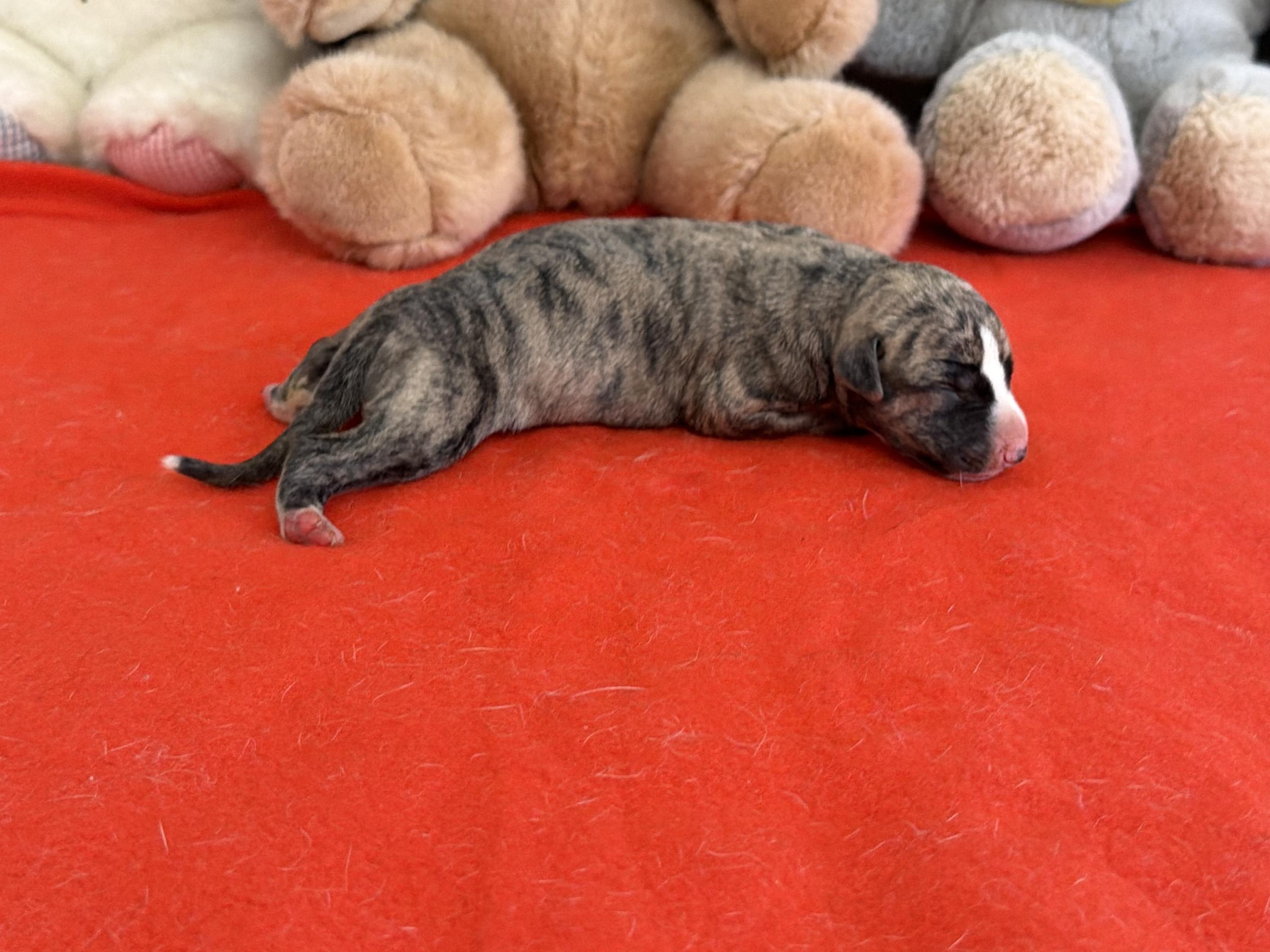 chiot disponible