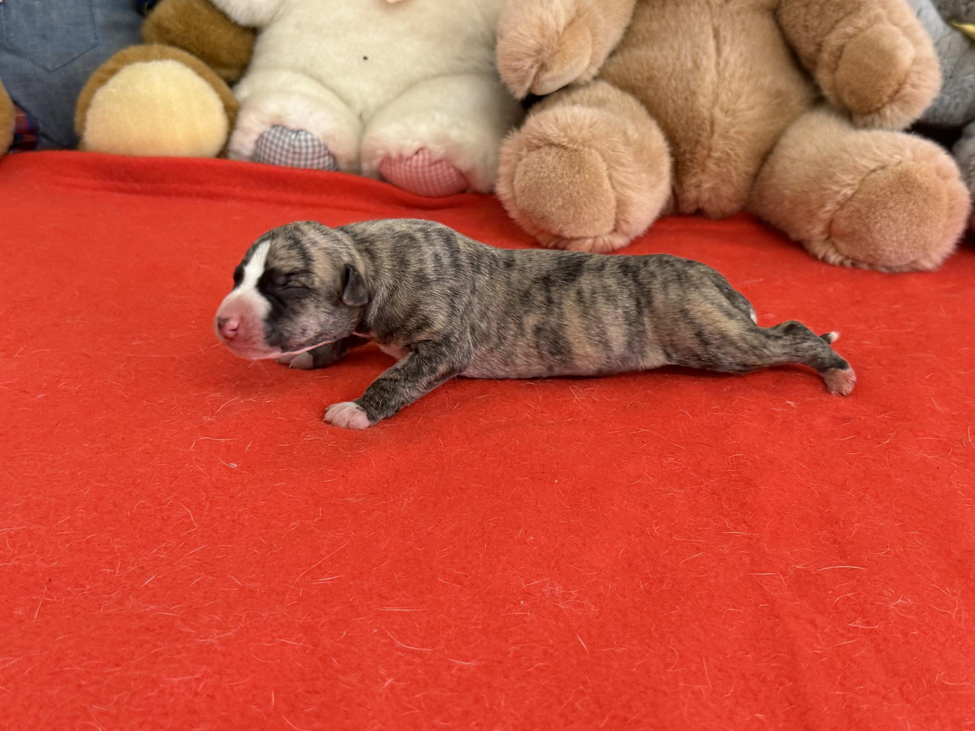 chiot disponible