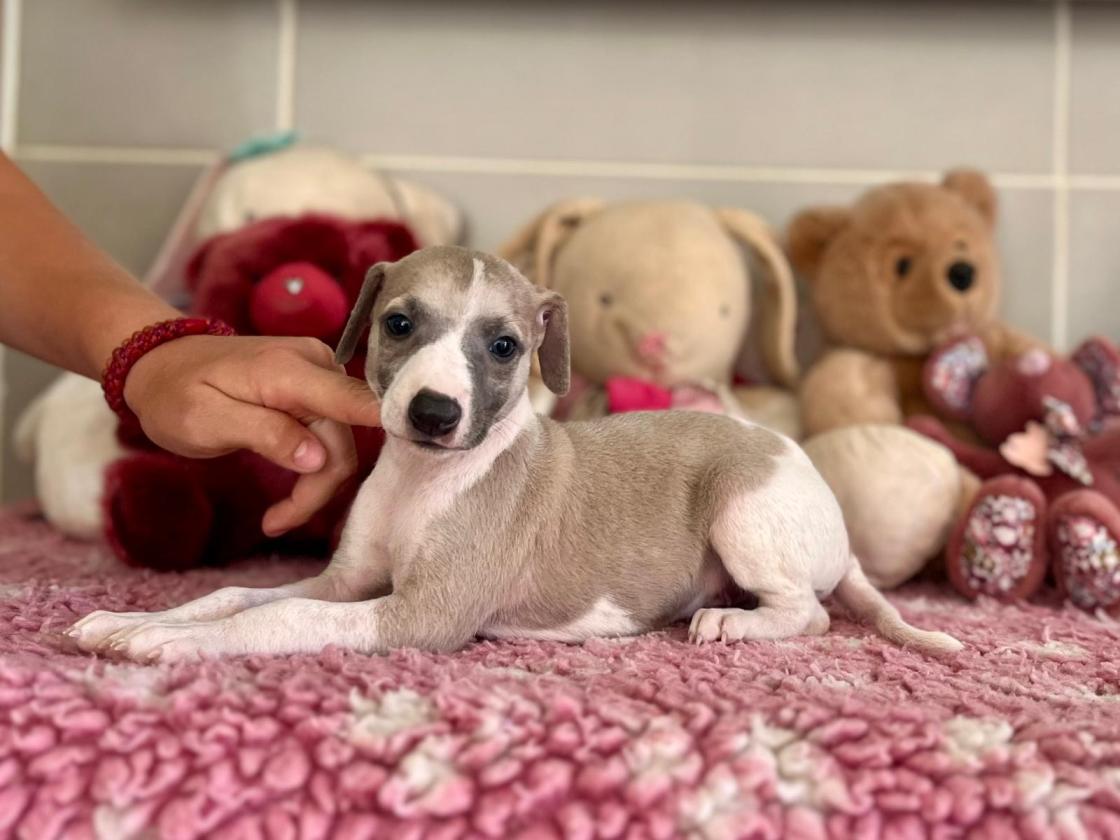 chiot disponible