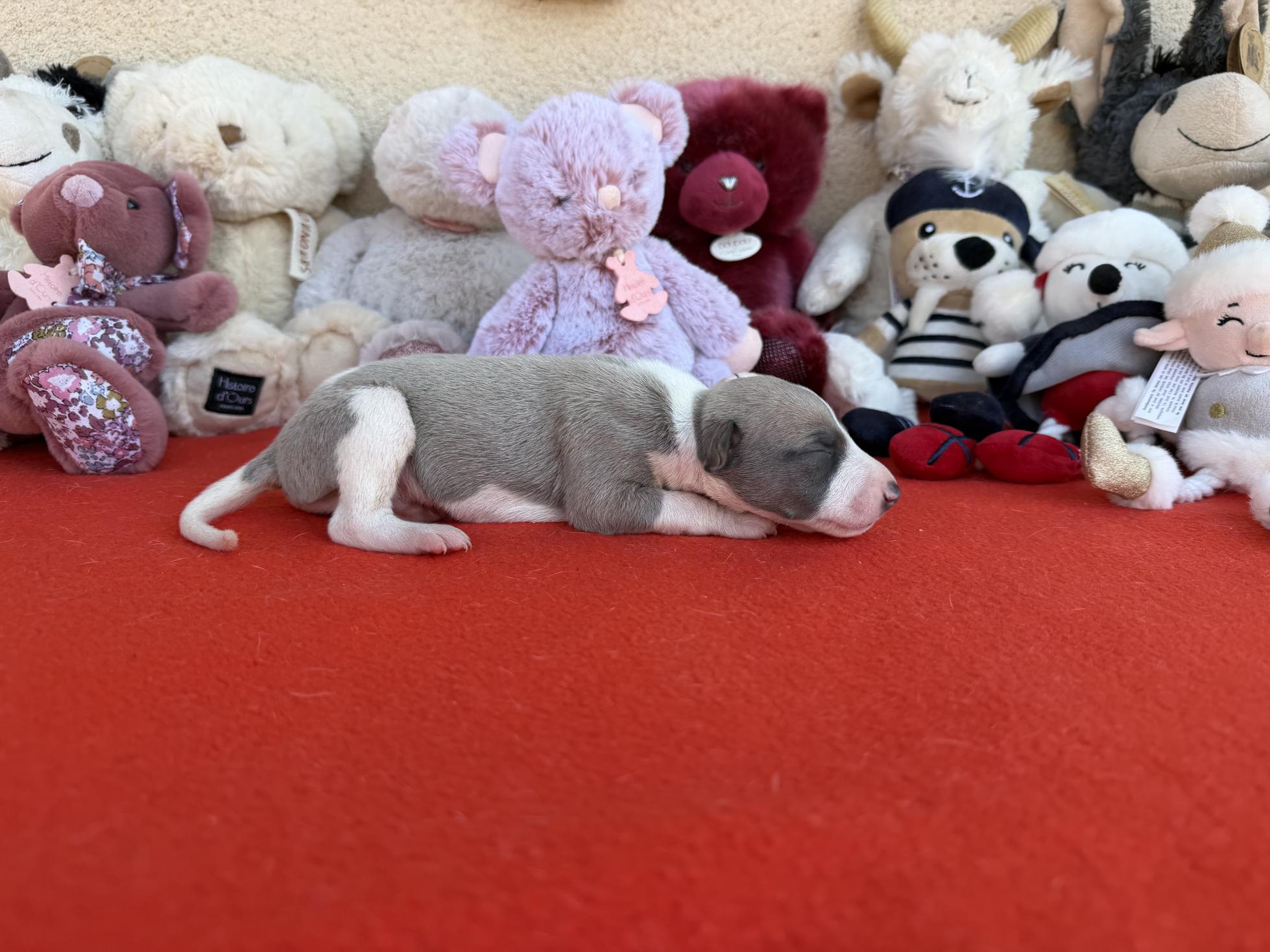 Chiot Whippet Disponible