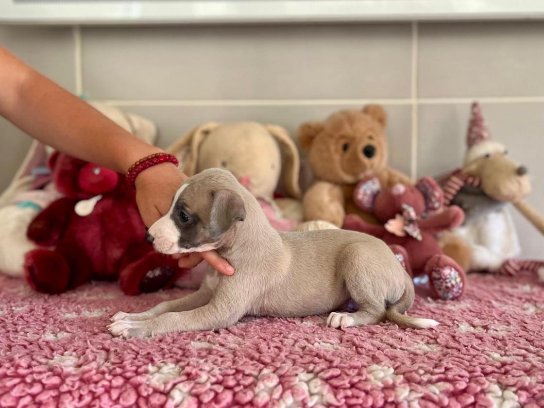 chiot disponible