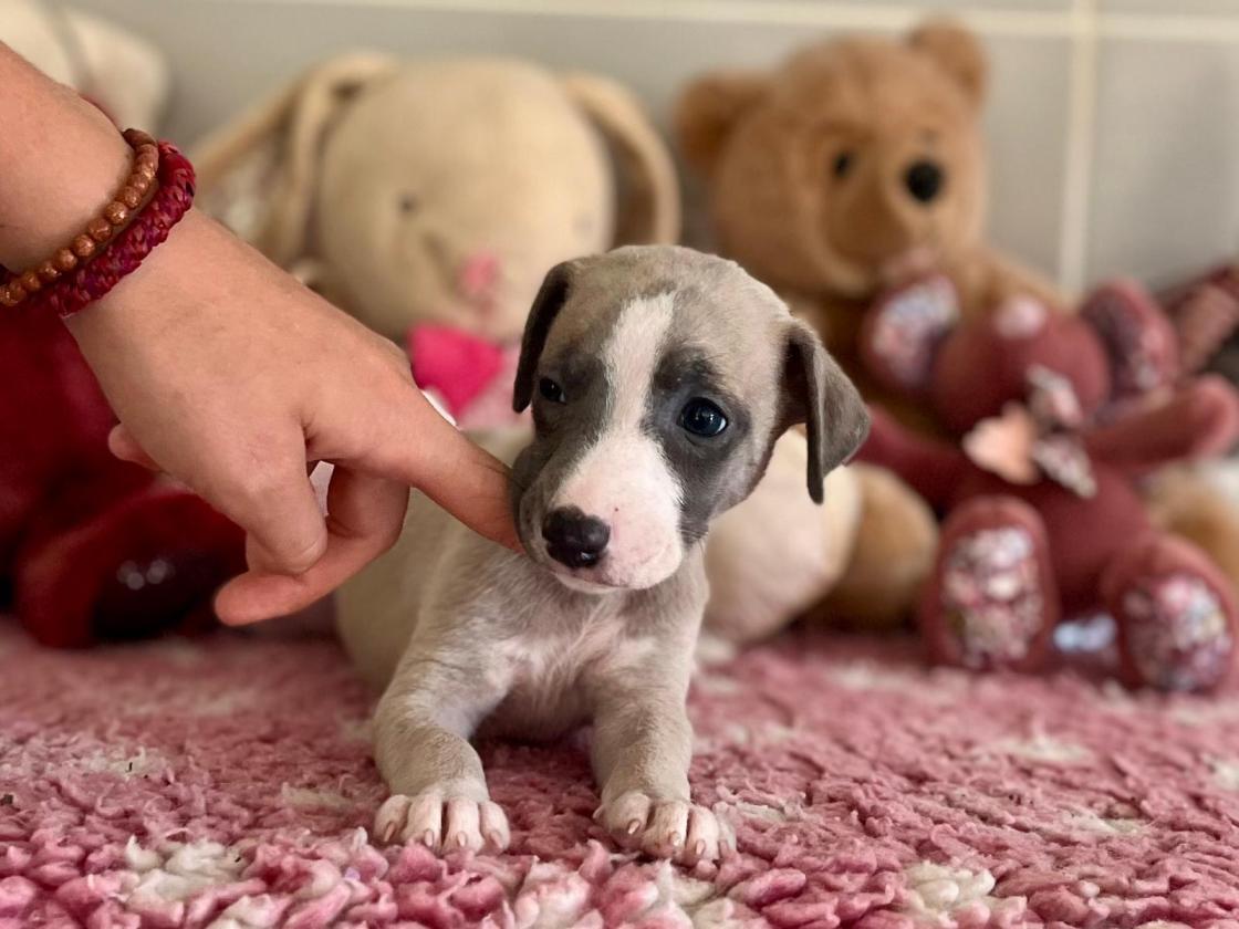 chiot disponible