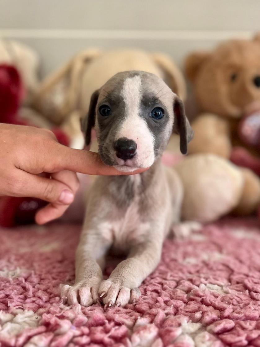 chiot disponible
