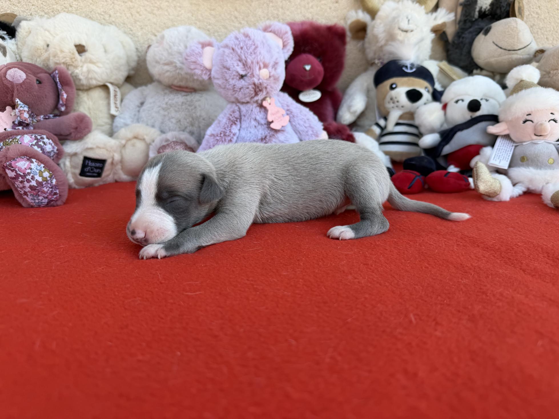 Chiot Whippet Disponible