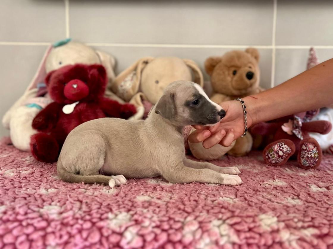 Chiot Whippet Disponible