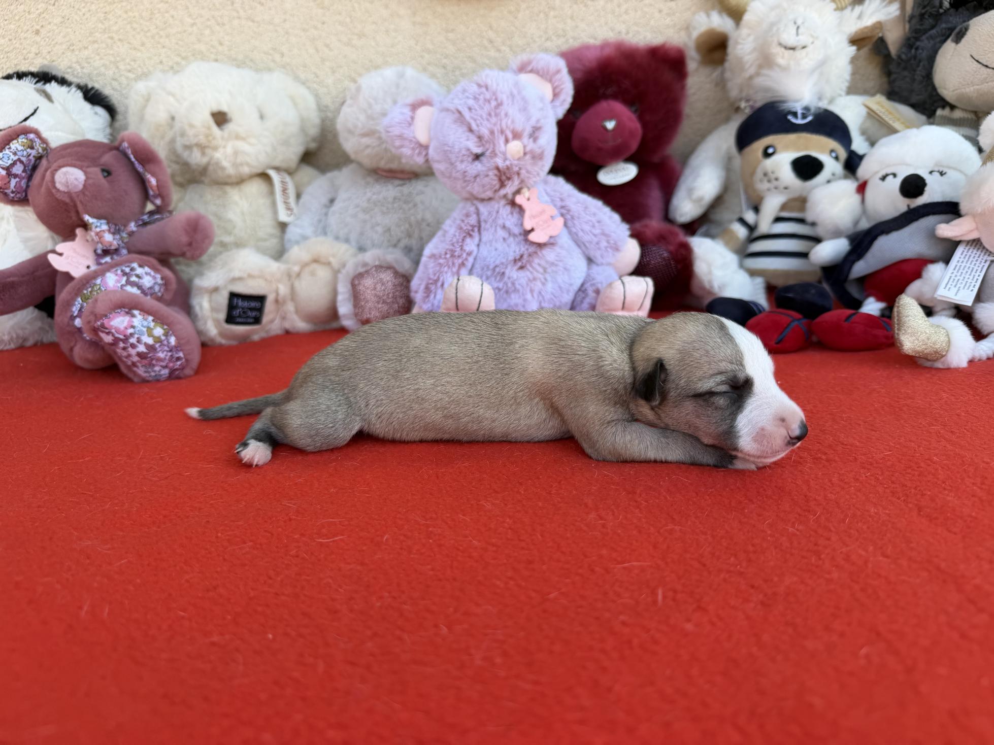 Chiot Whippet Disponible