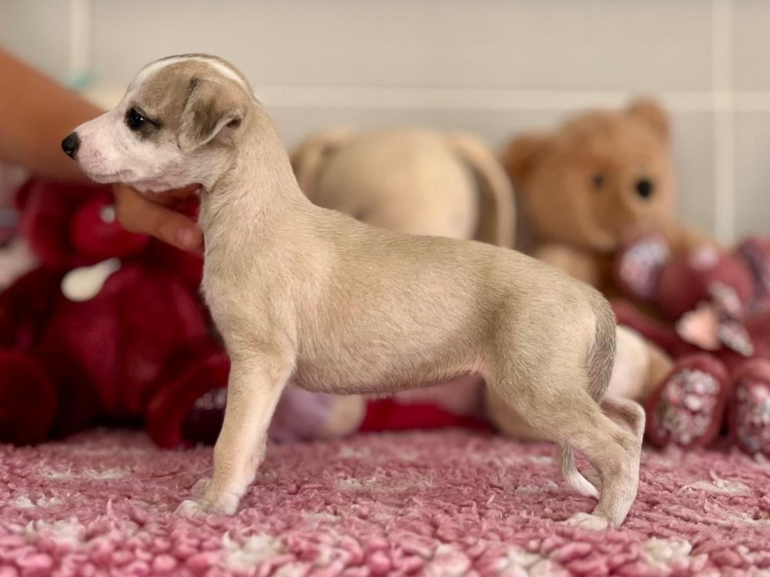 Chiot Whippet Disponible