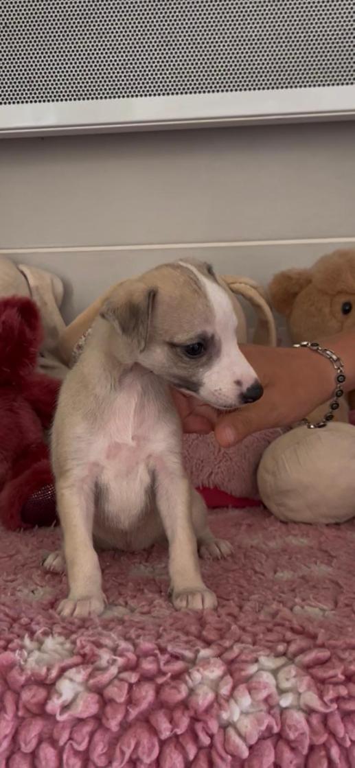 chiot disponible