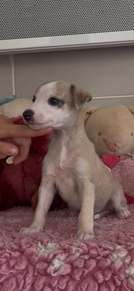 chiot disponible