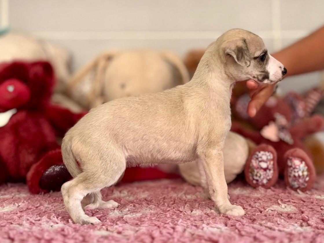 chiot disponible