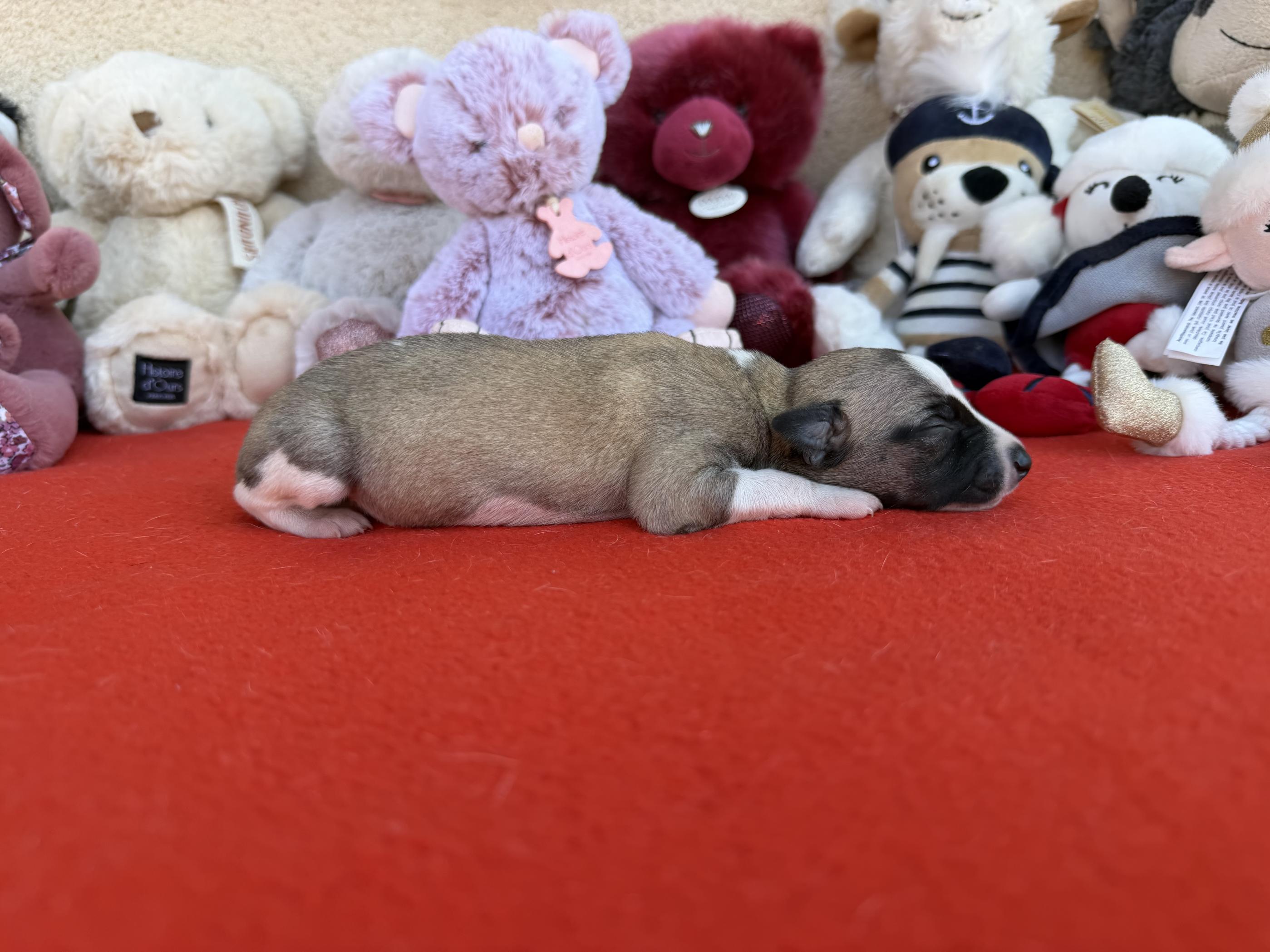 Chiot Whippet Disponible