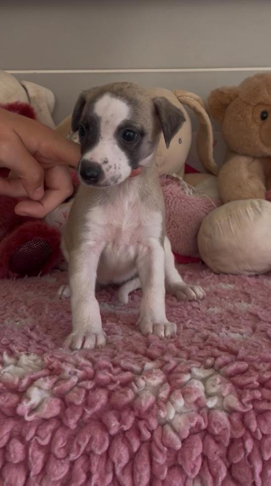 chiot disponible