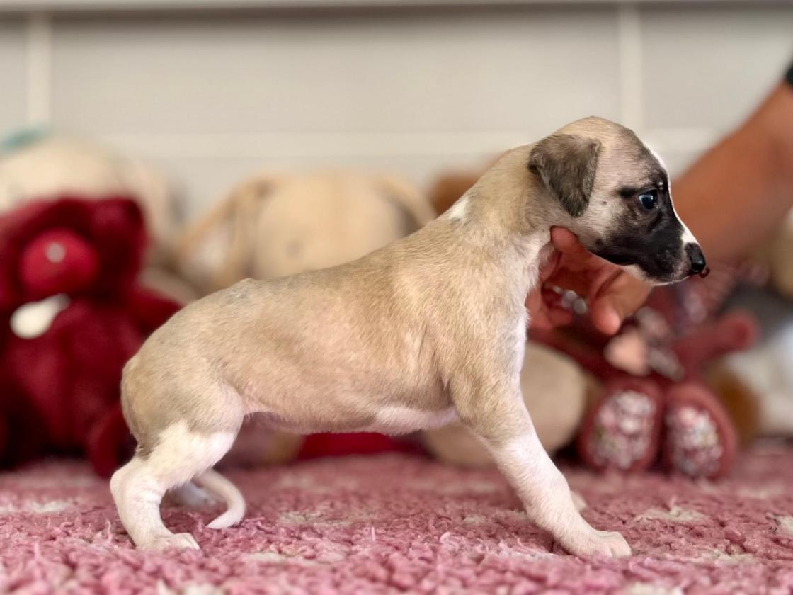 chiot disponible