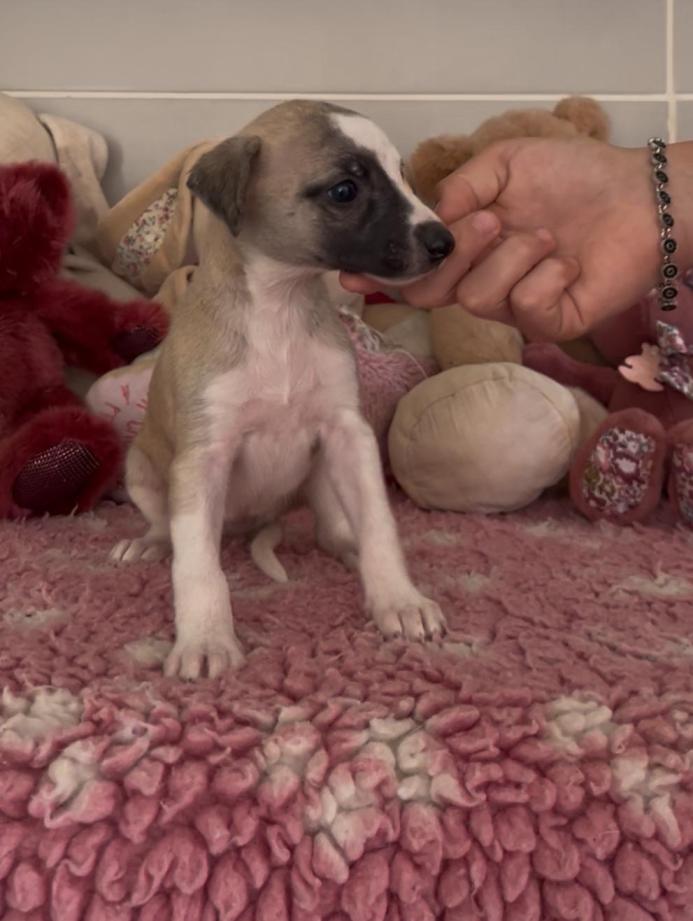 chiot disponible