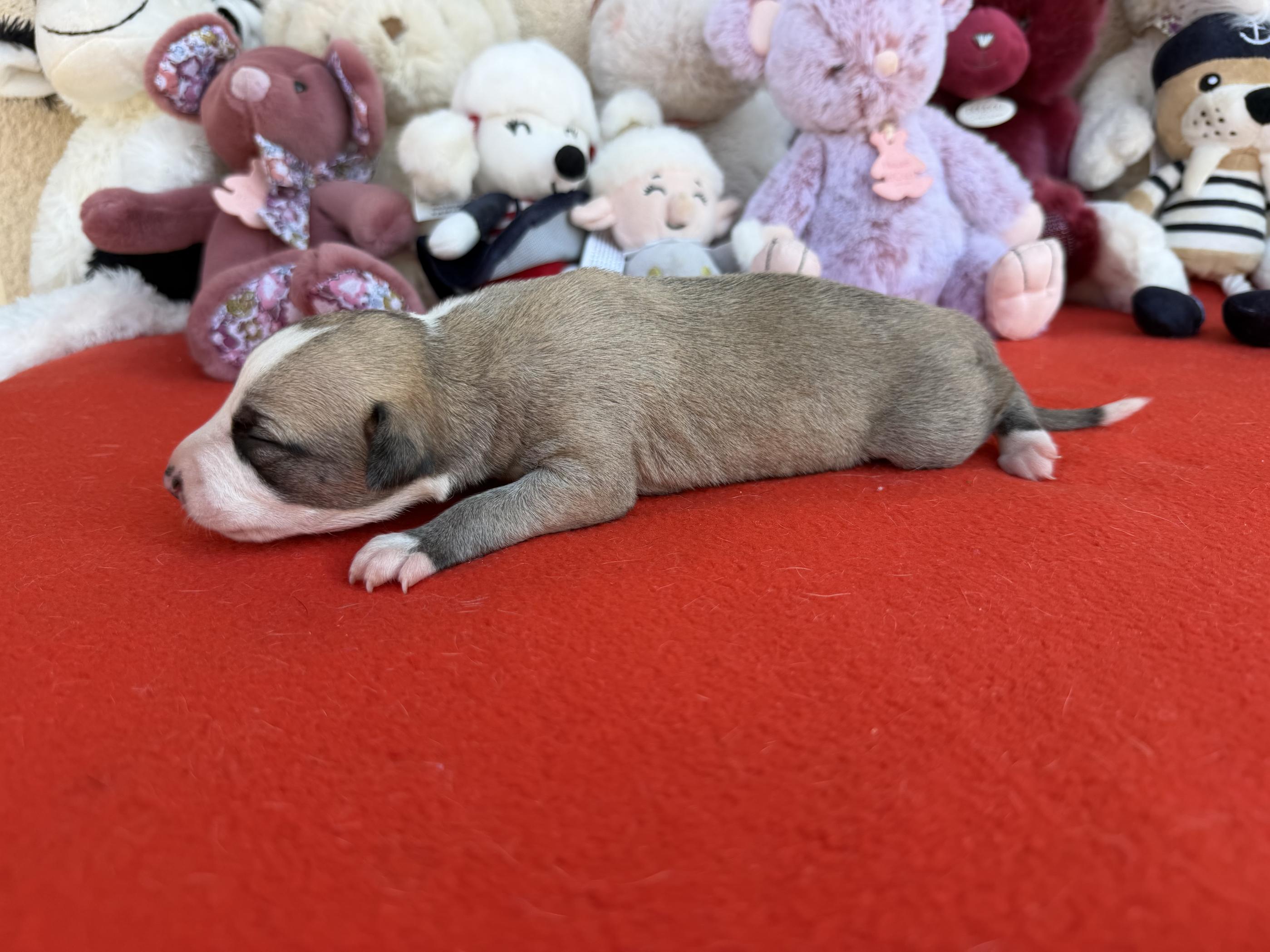 Chiot Whippet Disponible