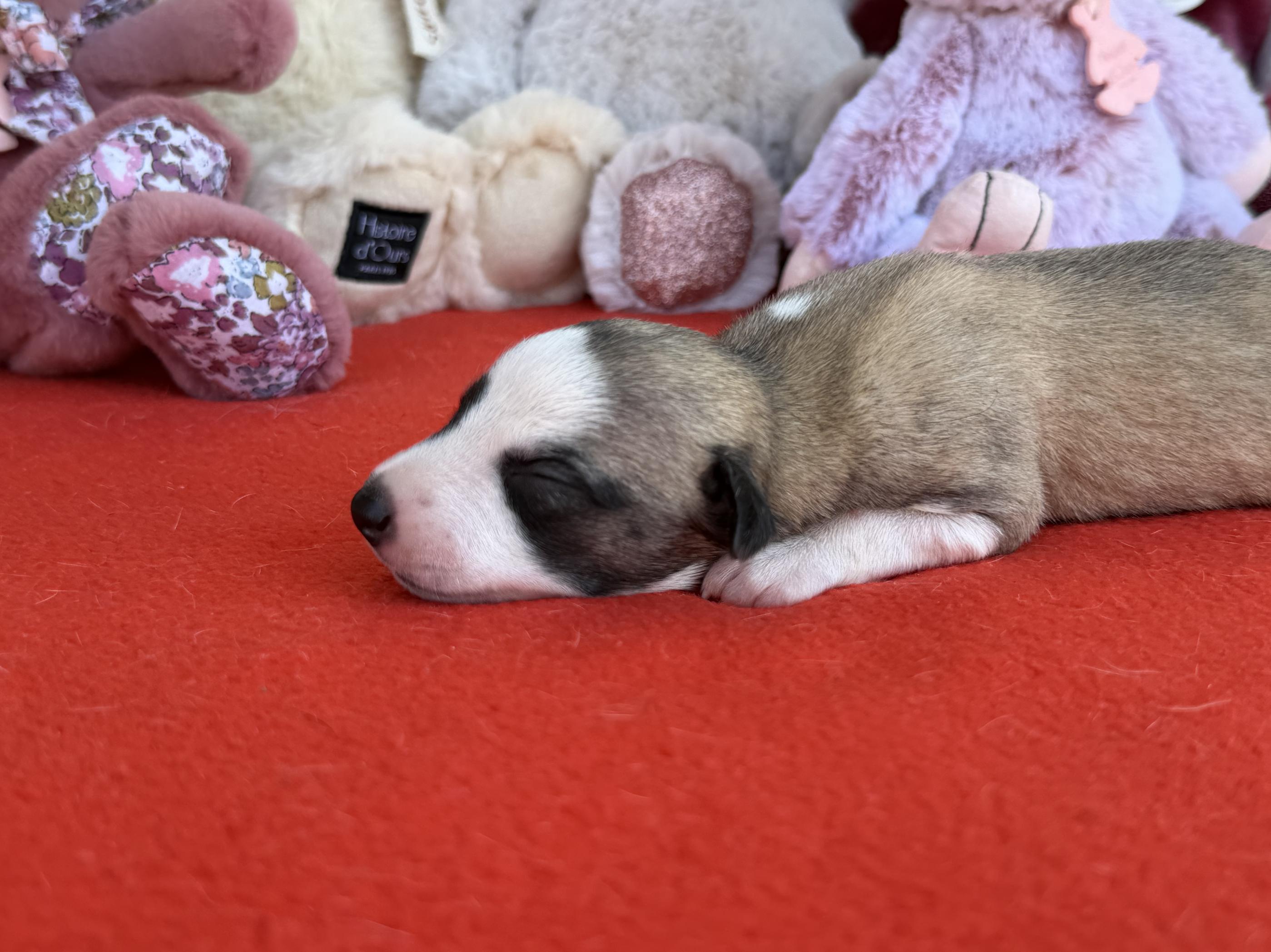 chiot disponible