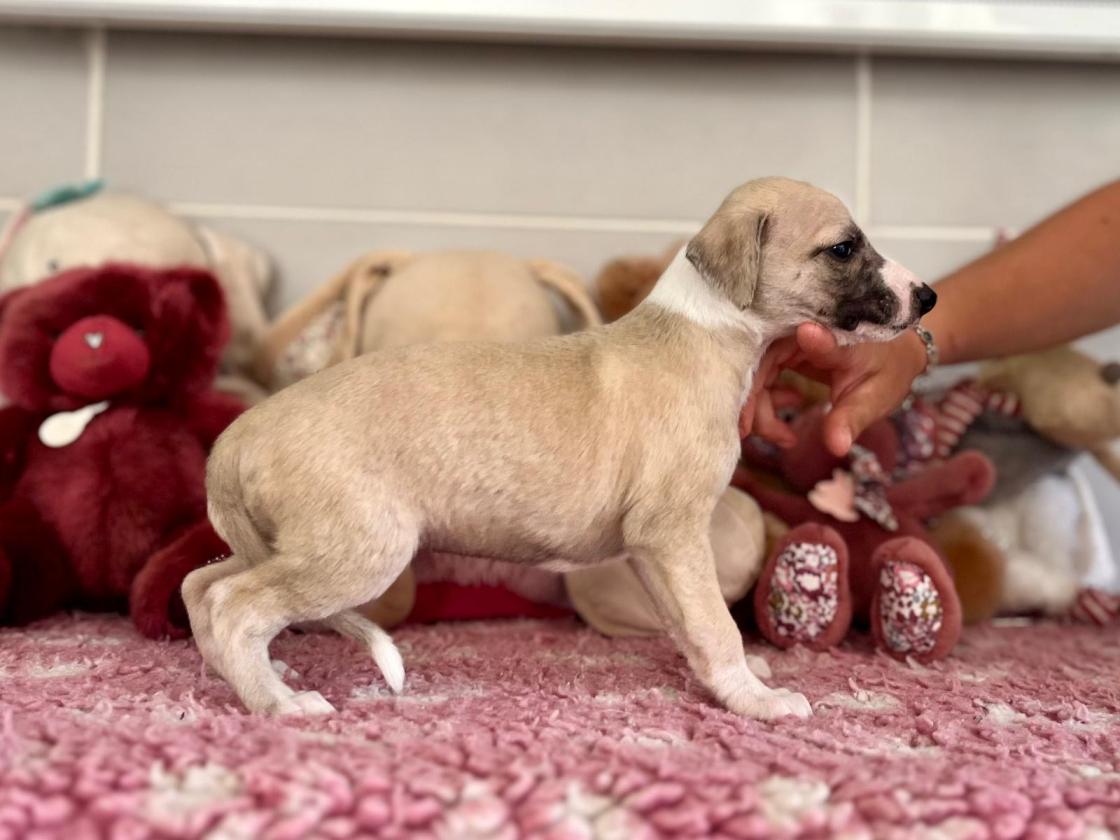 chiot disponible